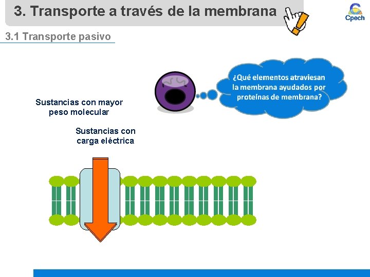 3. Transporte a través de la membrana 3. 1 Transporte pasivo Sustancias con mayor