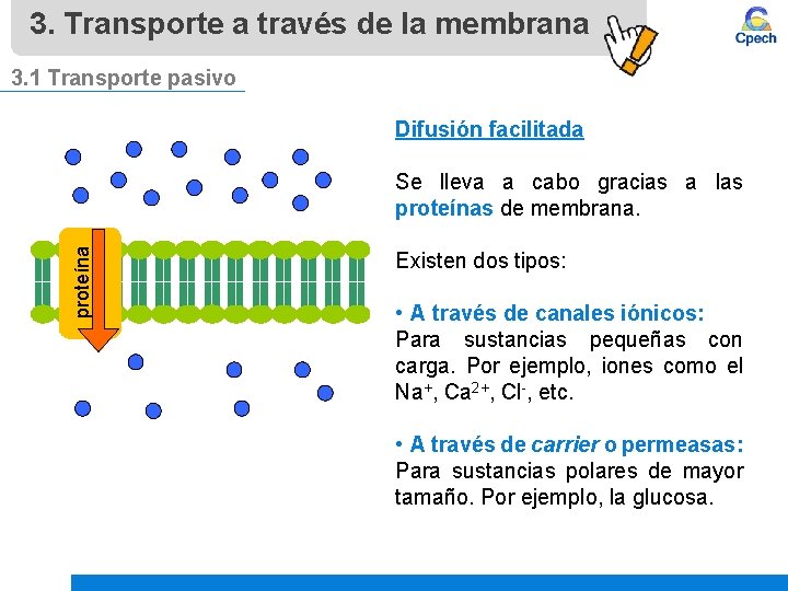 3. Transporte a través de la membrana 3. 1 Transporte pasivo Difusión facilitada proteína