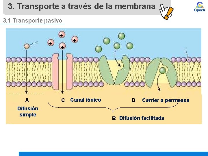 3. Transporte a través de la membrana 3. 1 Transporte pasivo + + A