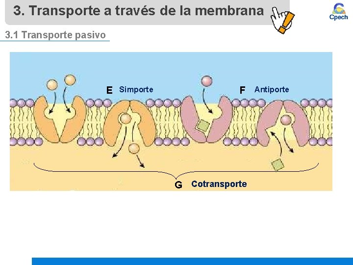 3. Transporte a través de la membrana 3. 1 Transporte pasivo E Simporte F