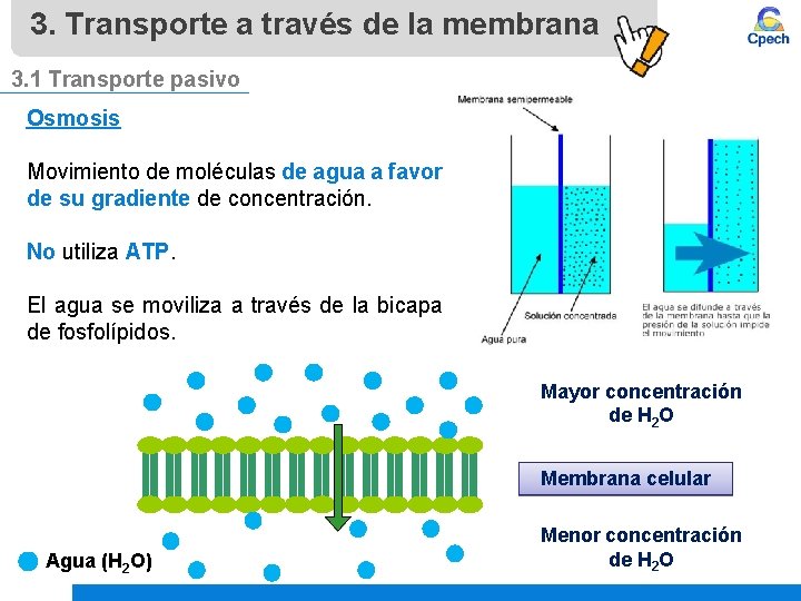 3. Transporte a través de la membrana 3. 1 Transporte pasivo Osmosis Movimiento de