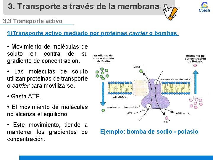 3. Transporte a través de la membrana 3. 3 Transporte activo 1)Transporte activo mediado