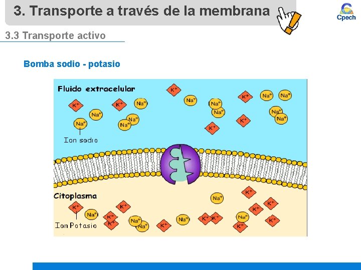 3. Transporte a través de la membrana 3. 3 Transporte activo Bomba sodio -