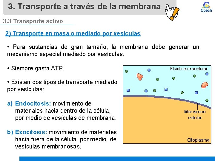 3. Transporte a través de la membrana 3. 3 Transporte activo 2) Transporte en