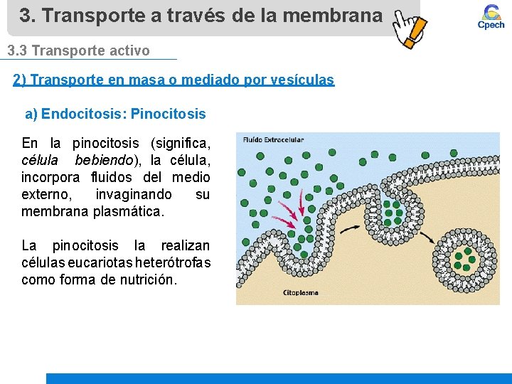 3. Transporte a través de la membrana 3. 3 Transporte activo 2) Transporte en