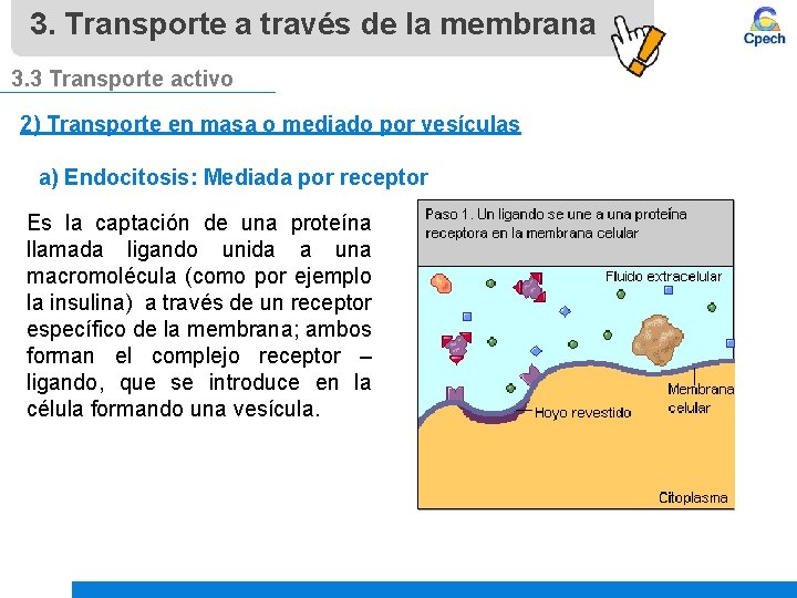 3. Transporte a través de la membrana 3. 3 Transporte activo 2) Transporte en