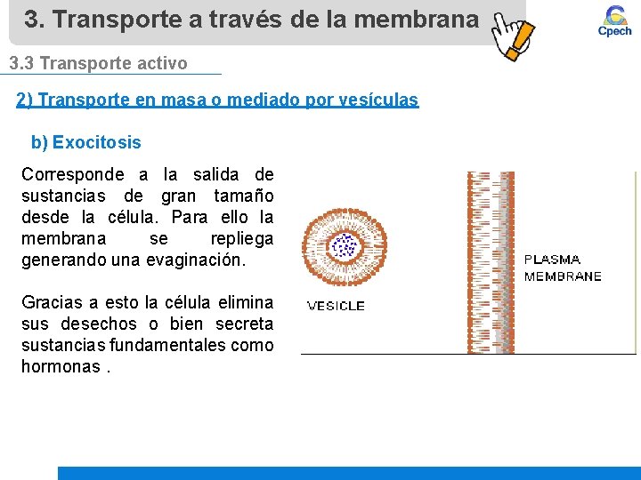 3. Transporte a través de la membrana 3. 3 Transporte activo 2) Transporte en