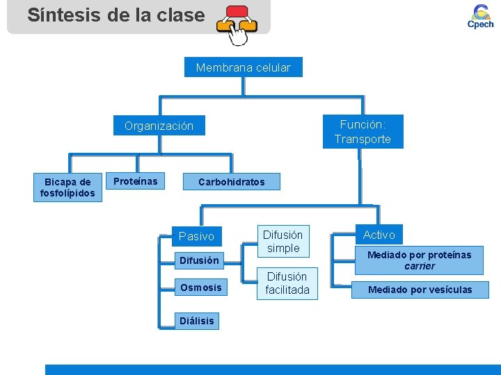 Síntesis de la clase Membrana celular Función: Transporte Organización Bicapa de fosfolípidos Proteínas Carbohidratos