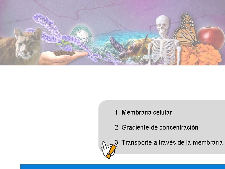 1. Membrana celular 2. Gradiente de concentración 3. Transporte a través de la membrana