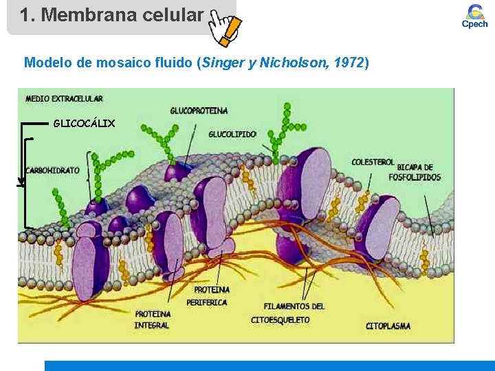 1. Membrana celular Modelo de mosaico fluido (Singer y Nicholson, 1972) GLICOCÁLIX 