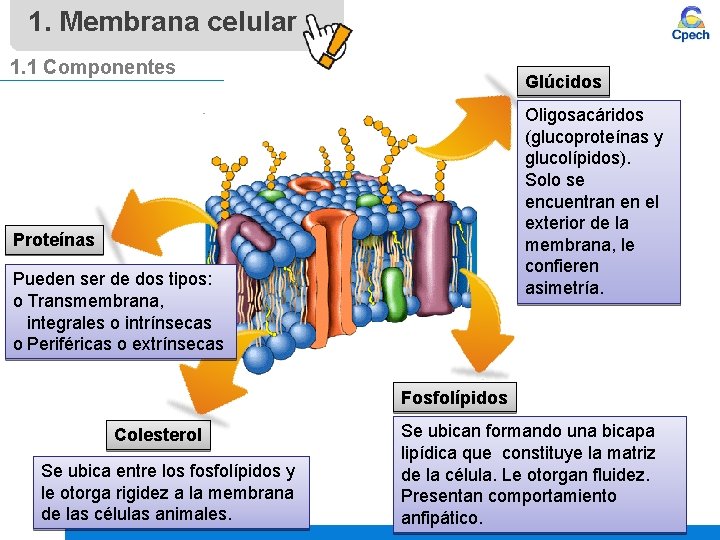 1. Membrana celular 1. 1 Componentes Glúcidos Oligosacáridos (glucoproteínas y glucolípidos). Solo se encuentran