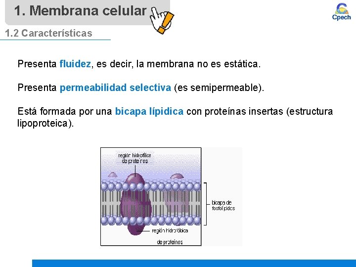 1. Membrana celular 1. 2 Características Presenta fluidez, es decir, la membrana no es