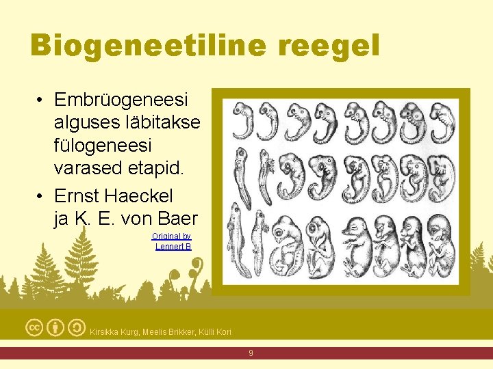 Biogeneetiline reegel • Embrüogeneesi alguses läbitakse fülogeneesi varased etapid. • Ernst Haeckel ja K.