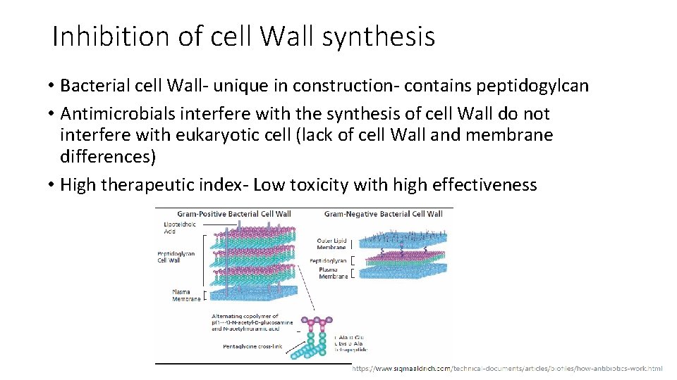 Inhibition of cell Wall synthesis • Bacterial cell Wall- unique in construction- contains peptidogylcan