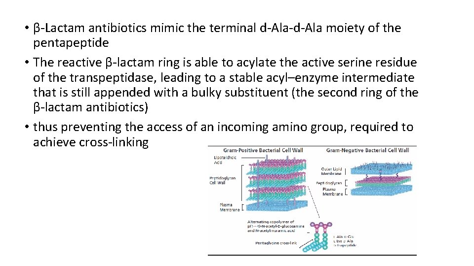  • β-Lactam antibiotics mimic the terminal d-Ala-d-Ala moiety of the pentapeptide • The