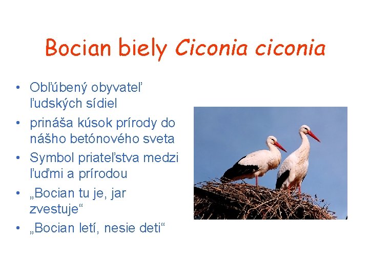 Bocian biely Ciconia ciconia • Obľúbený obyvateľ ľudských sídiel • prináša kúsok prírody do