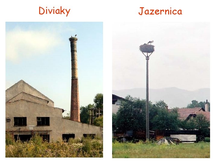 Diviaky Jazernica 
