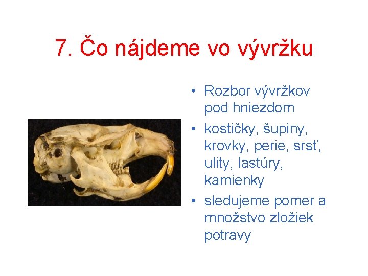 7. Čo nájdeme vo vývržku • Rozbor vývržkov pod hniezdom • kostičky, šupiny, krovky,