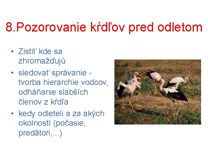 8. Pozorovanie kŕdľov pred odletom • Zistiť kde sa zhromažďujú • sledovať správanie tvorba