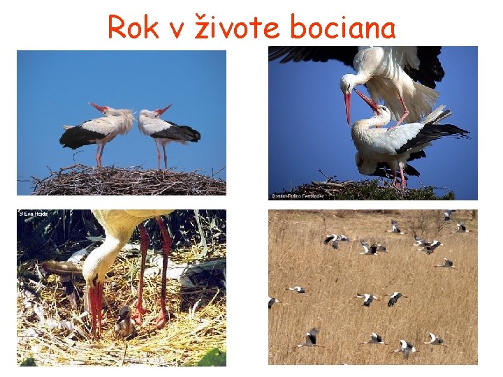 Rok v živote bociana 
