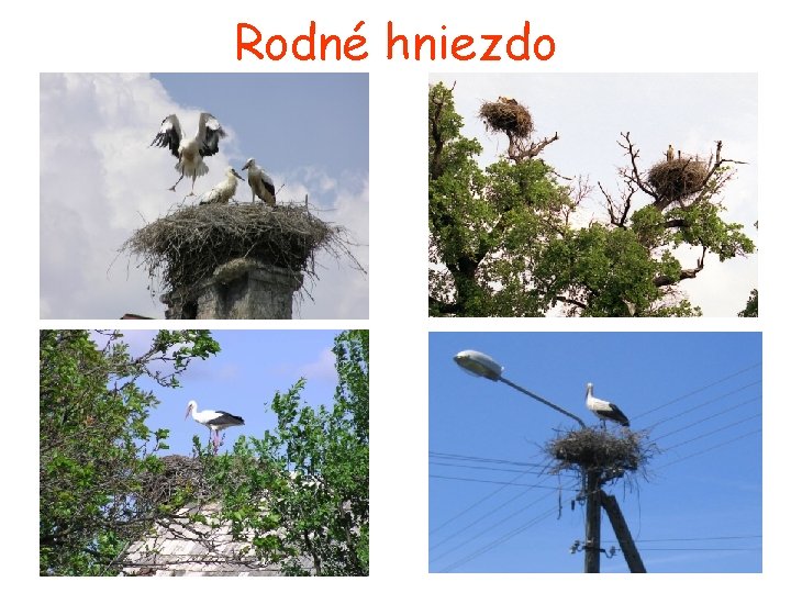 Rodné hniezdo 
