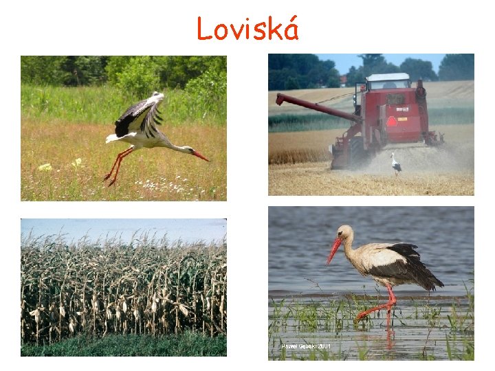 Loviská 
