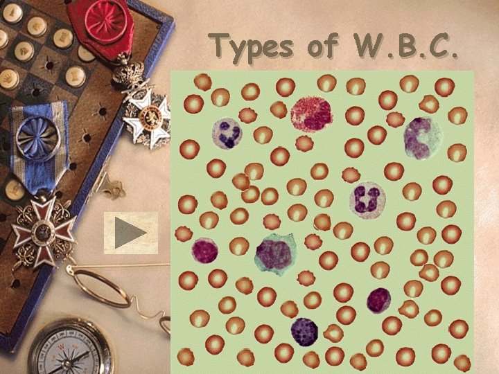 Types of W. B. C. 