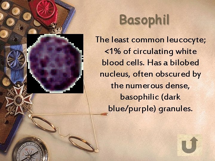 Basophil The least common leucocyte; <1% of circulating white blood cells. Has a bilobed