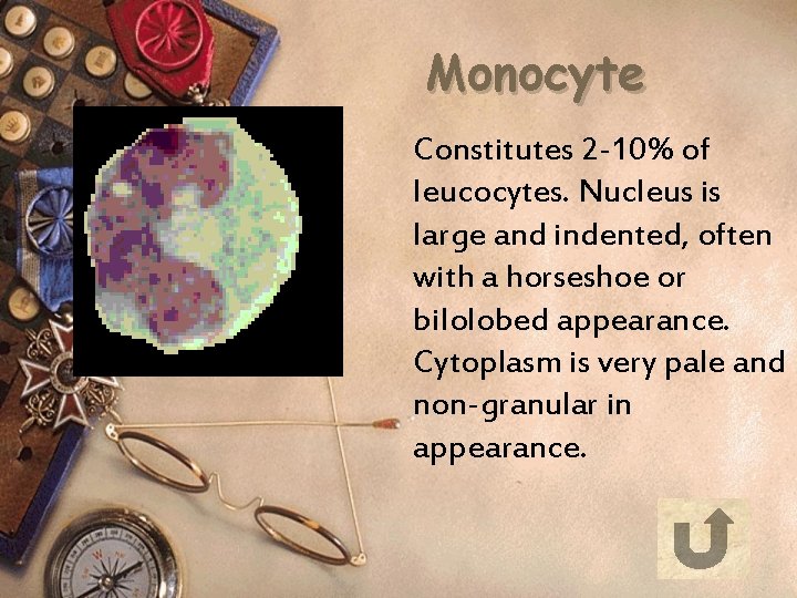 Monocyte Constitutes 2 -10% of leucocytes. Nucleus is large and indented, often with a