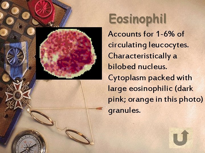 Eosinophil Accounts for 1 -6% of circulating leucocytes. Characteristically a bilobed nucleus. Cytoplasm packed