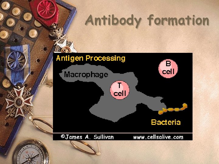 Antibody formation 