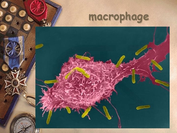 macrophage 