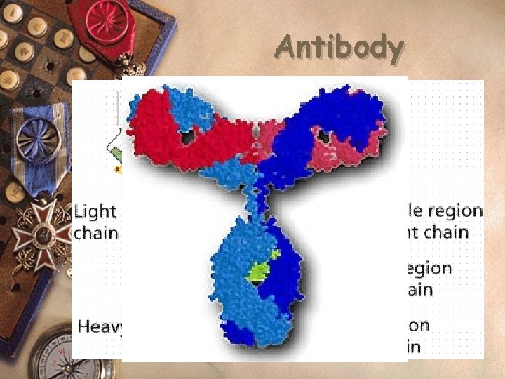 Antibody 