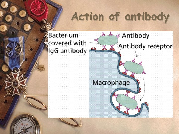 Action of antibody Burst pathogen Inactivate pathogen Detoxify toxic from pathogen Enhance macrophage 