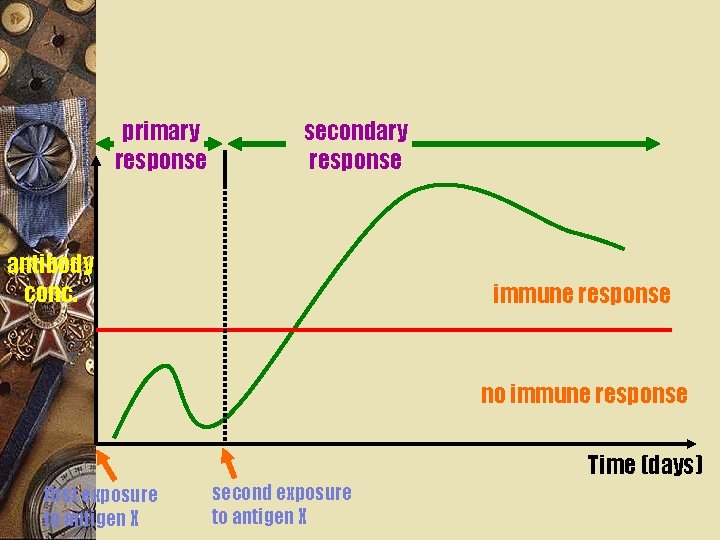 primary response secondary response antibody conc. immune response no immune response Time (days) first