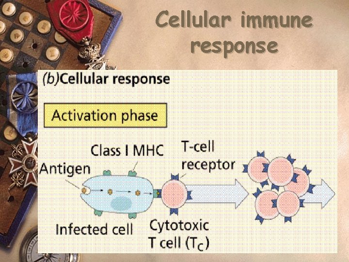 Cellular immune response 