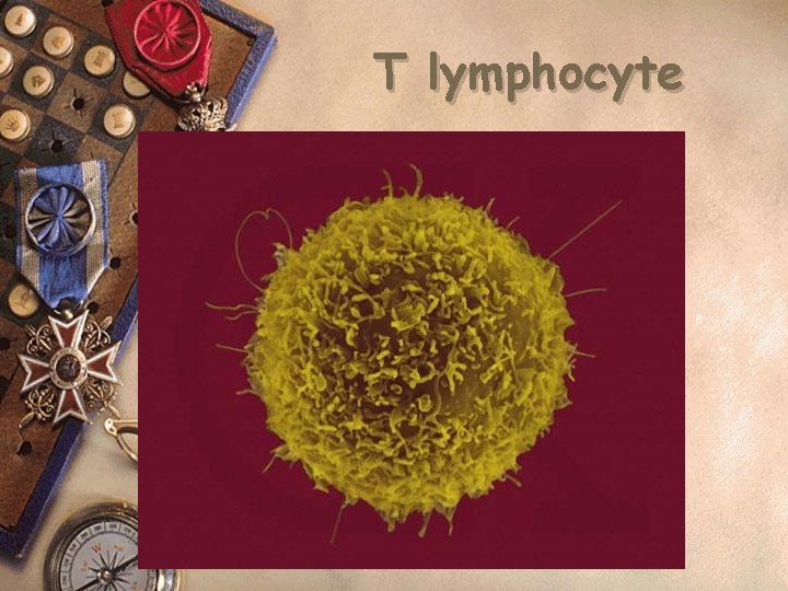 T lymphocyte 