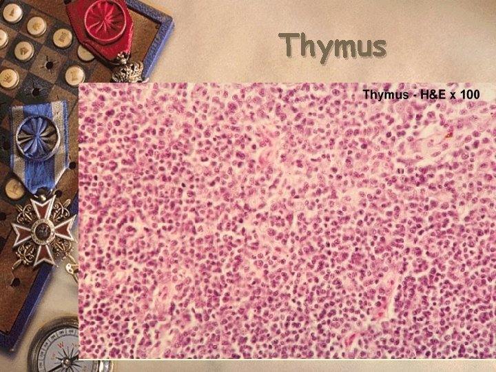 Thymus 