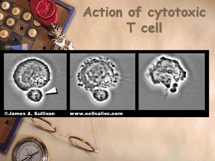 Action of cytotoxic T cell 