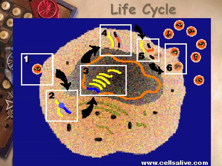 Life Cycle 