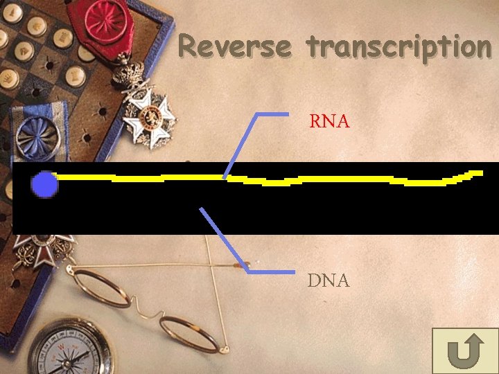 Reverse transcription RNA DNA 