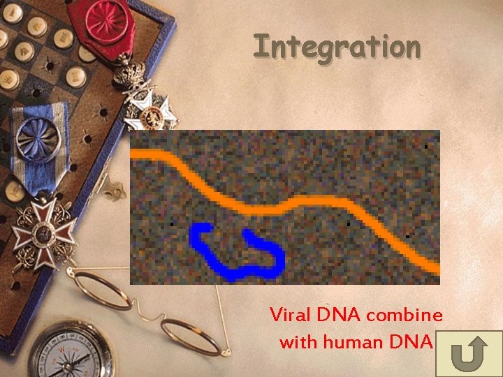 Integration Viral DNA combine with human DNA 