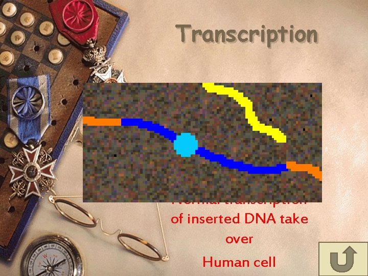 Transcription Normal transcription of inserted DNA take over Human cell 