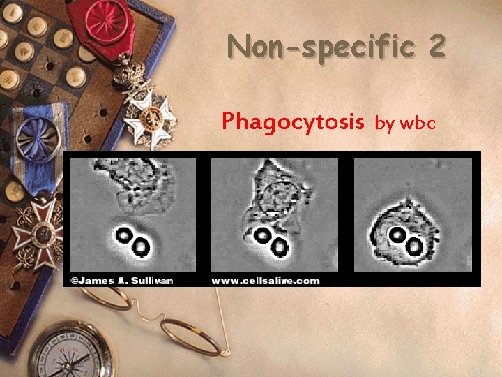 Non-specific 2 Phagocytosis by wbc 