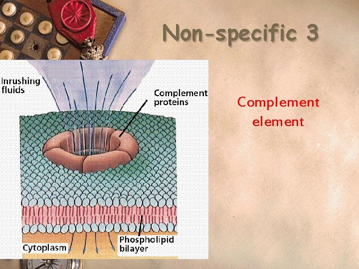 Non-specific 3 Complement element 