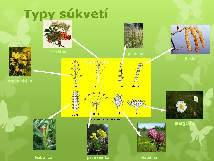 Typy súkvetí jarabina pšenica lieska repka olejka margaréta kukurica prvosienka ďatelina 