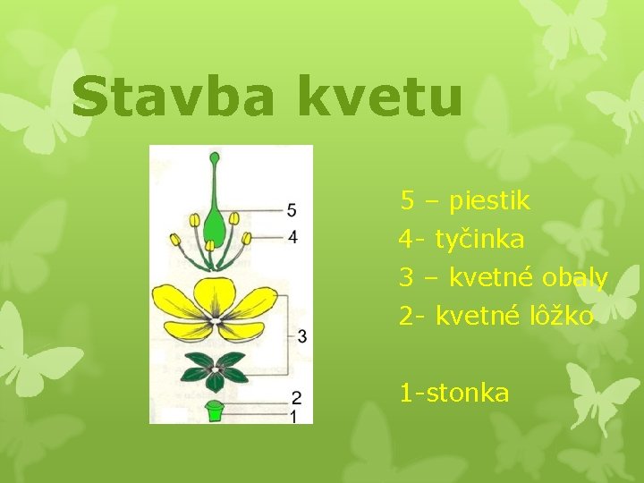 Stavba kvetu 5 – piestik 4 - tyčinka 3 – kvetné obaly 2 -