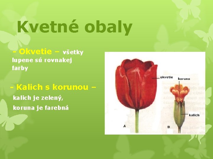 Kvetné obaly - Okvetie – všetky lupene sú rovnakej farby - Kalich s korunou