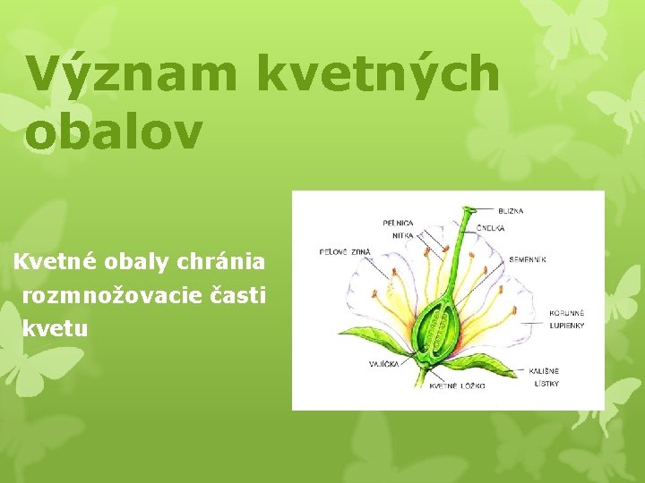 Význam kvetných obalov Kvetné obaly chránia rozmnožovacie časti kvetu 