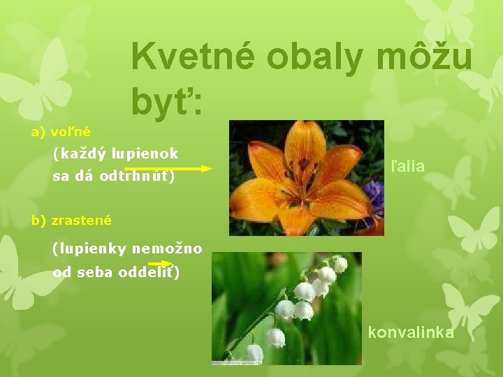 Kvetné obaly môžu byť: a) voľné (každý lupienok sa dá odtrhnúť) ľalia b) zrastené